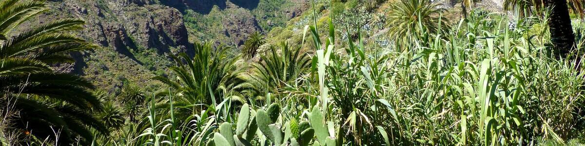 Teneriffa – Tenogebirge - Masca-Schlucht