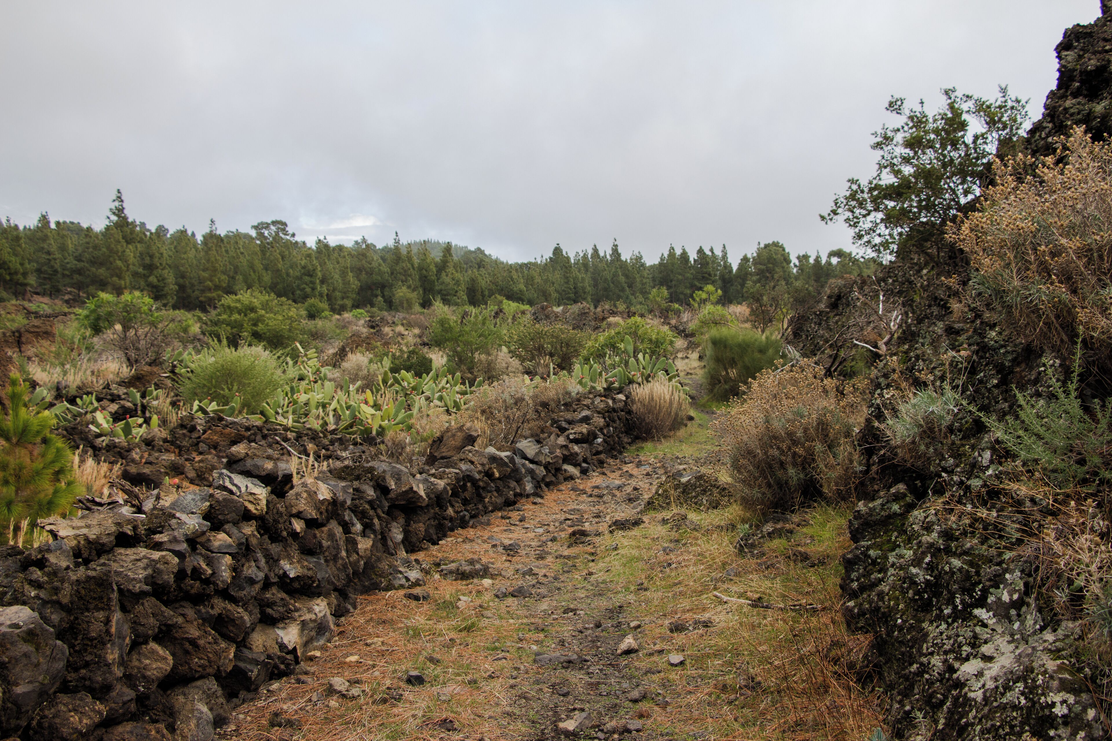 Track between Santiago del Teide and Chinyero. Macizo de Teno, Tenerife