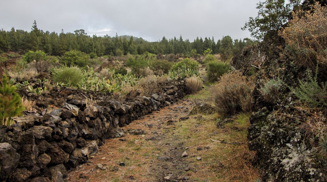 Track between Santiago del Teide and Chinyero. Macizo de Teno, Tenerife