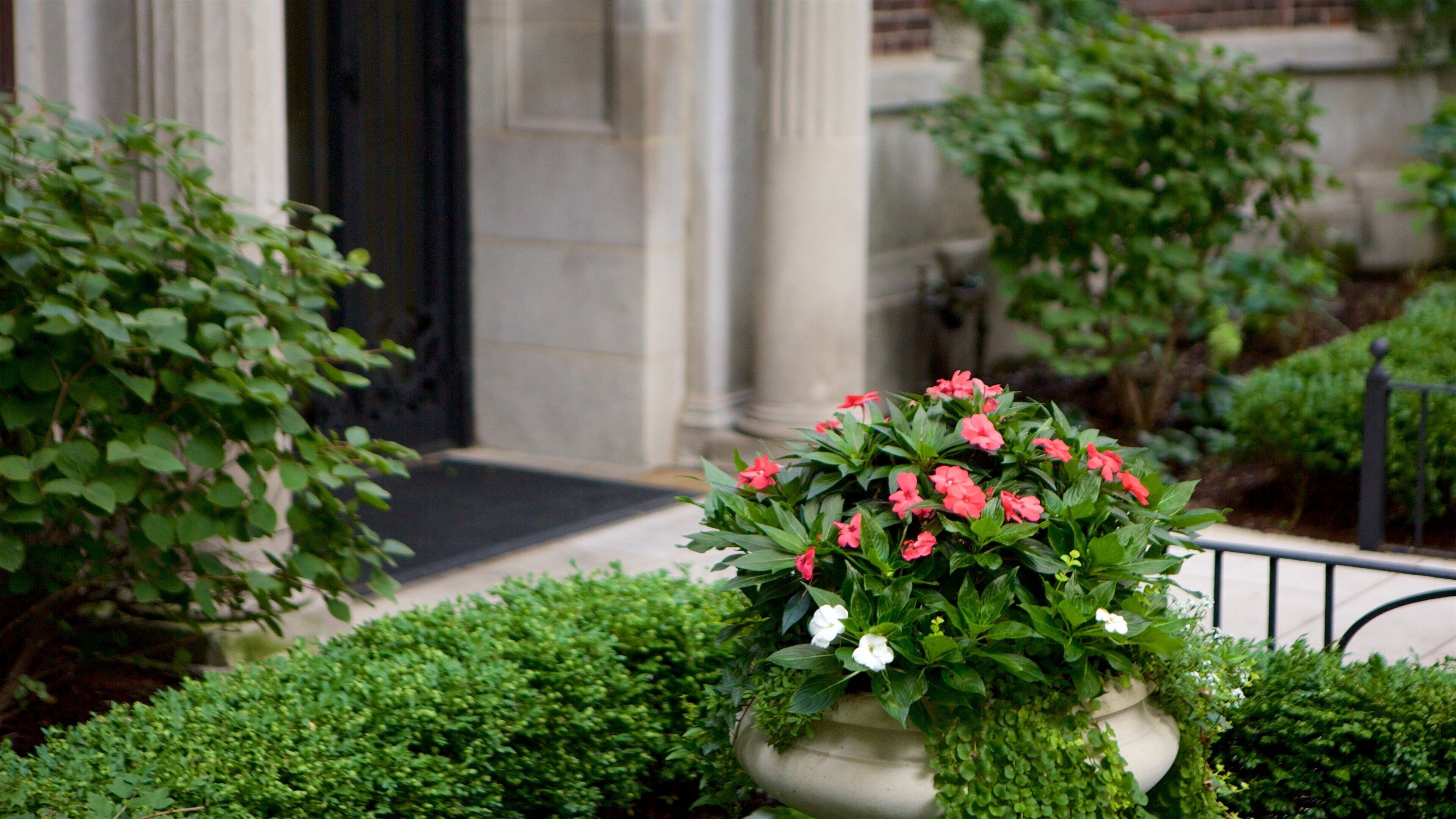 골드코스트 이 포함 꽃 과 집