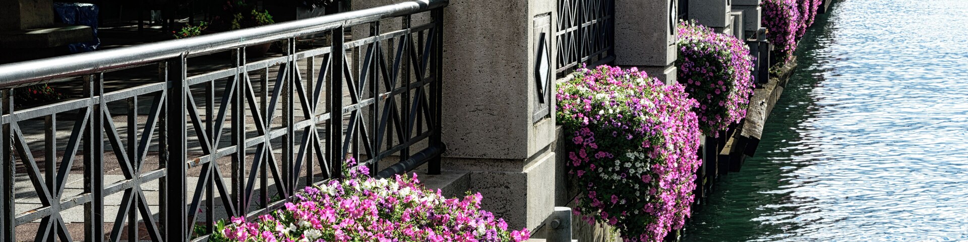 Petunias in window boxes on the banks of the Chicago River in Streeterville, Near North Side, downtown Chicago.