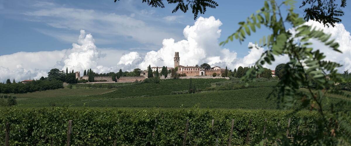 A vineyard with rows of grapevines, a historic building with a tower, and a castle-like structure in the background under a partly cloudy sky.