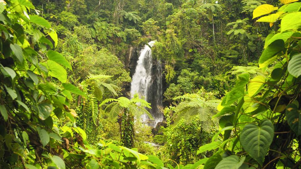 A waterfall surrounded by dense green foliage.