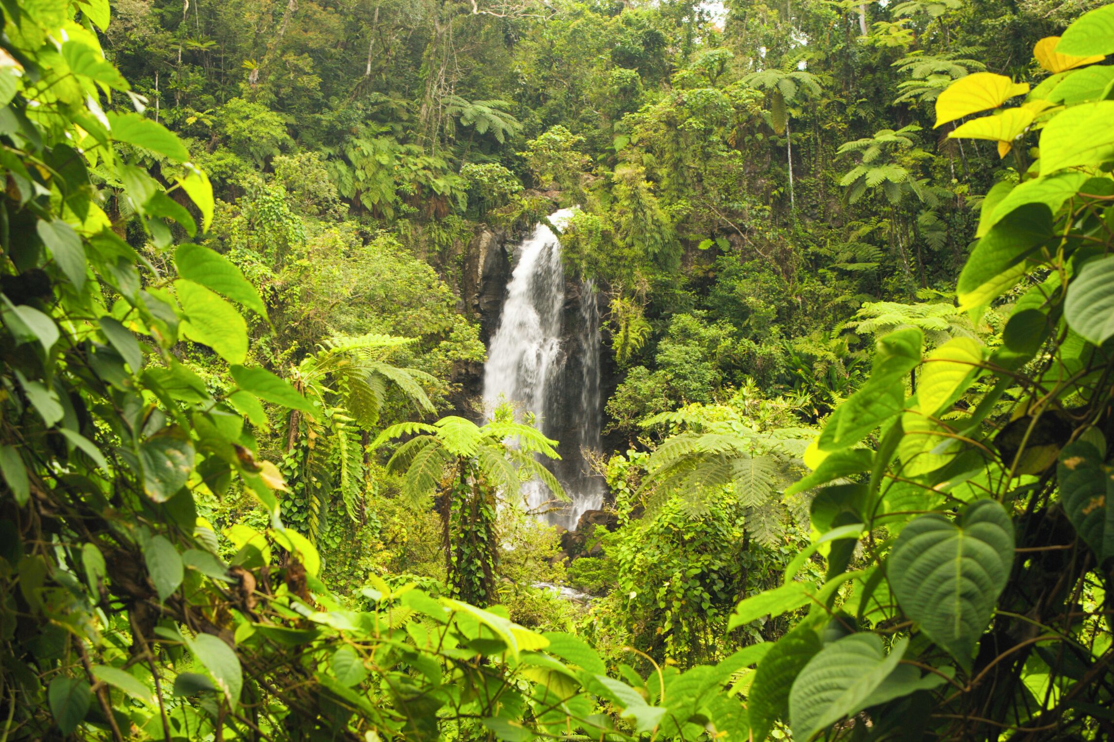 A waterfall surrounded by dense green foliage.