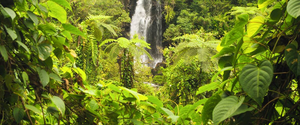 A waterfall surrounded by dense green foliage.