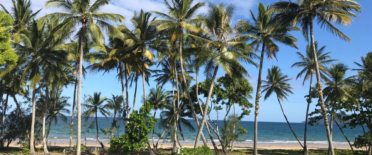 A beach with palm trees and a clear sky.