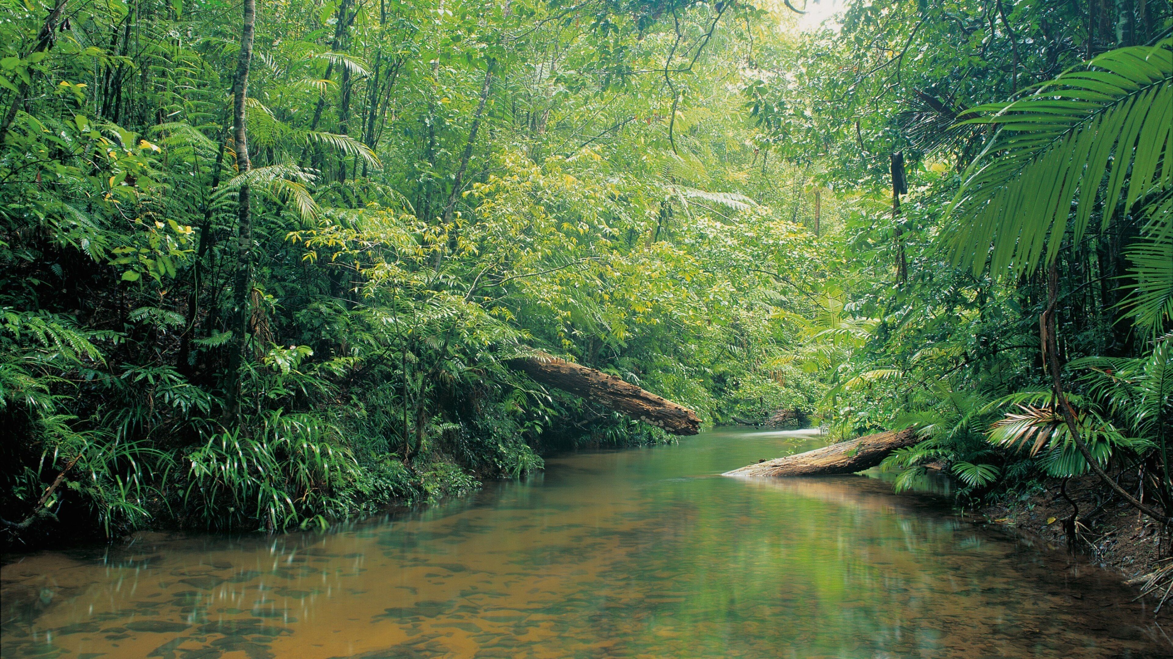 Mission Beach showing a river or creek and forests