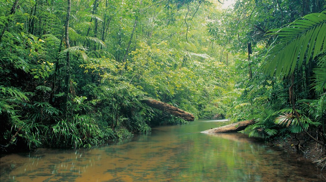 Mission Beach showing a river or creek and forests
