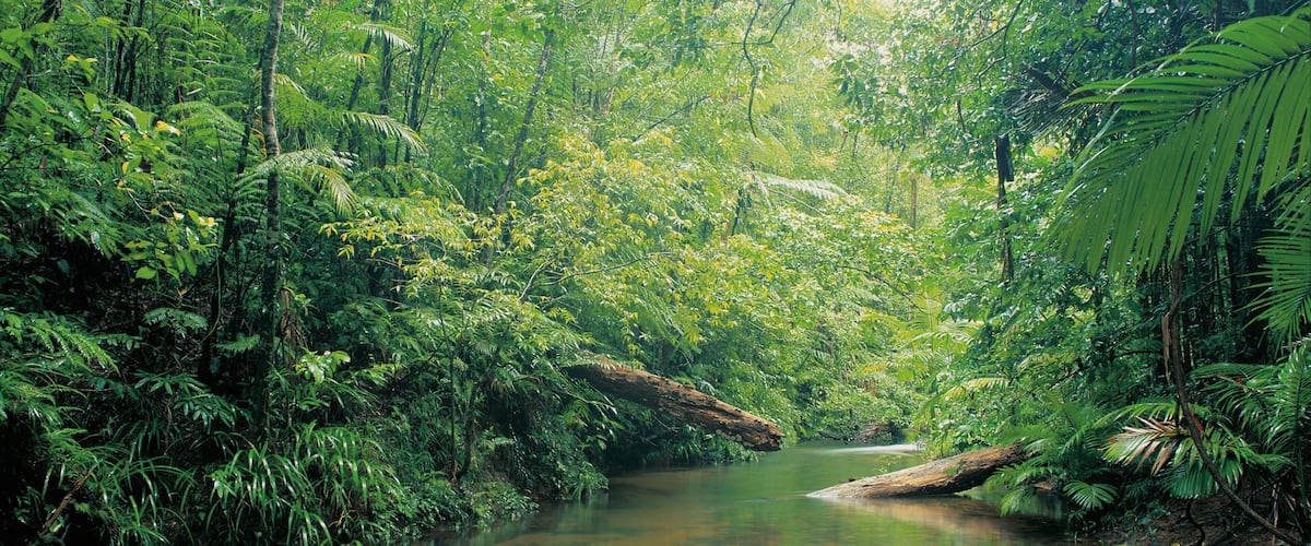 Un fiume che scorre attraverso una fitta foresta verde, piena di felci e alberi.