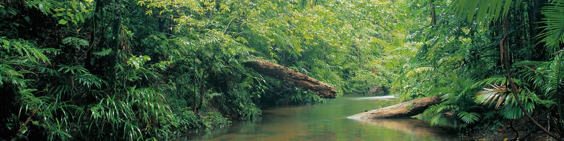 Un río serpentea a través de un bosque frondoso y verde, con helechos y árboles.