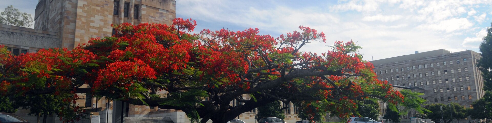 DTWGWM Students and flowering tree (Ponciana) on the campus of the University of Queensland, Brisbane, Australia. No PR or MR. Image shot 2013. Exact date unknown.