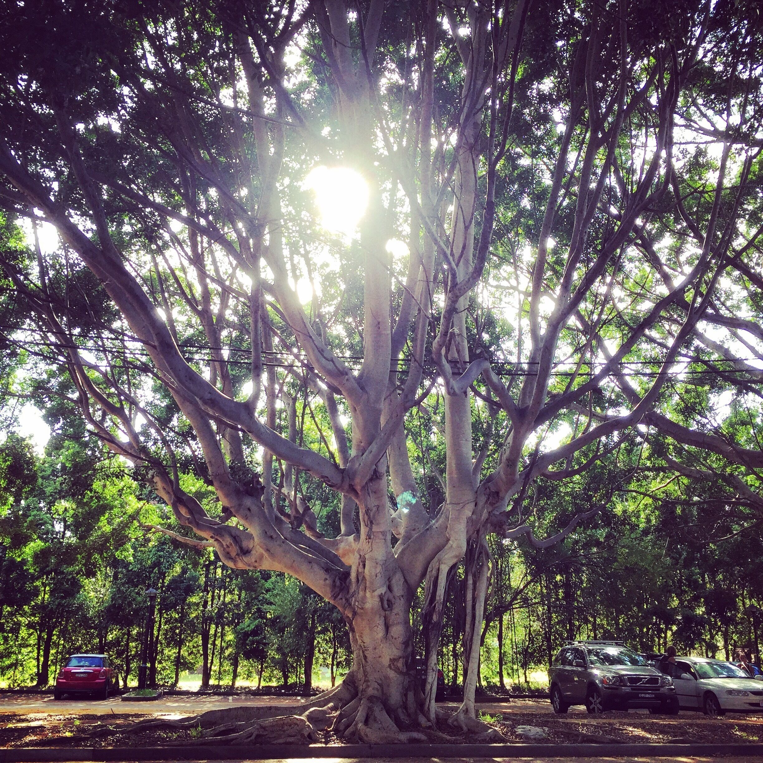 Taking a stroll and dreaming in #rosebay. Beautiful neighborhood in #sydney. We walked from #bondibeach thru to #woollahra at #goldenhour #sydneyforfree