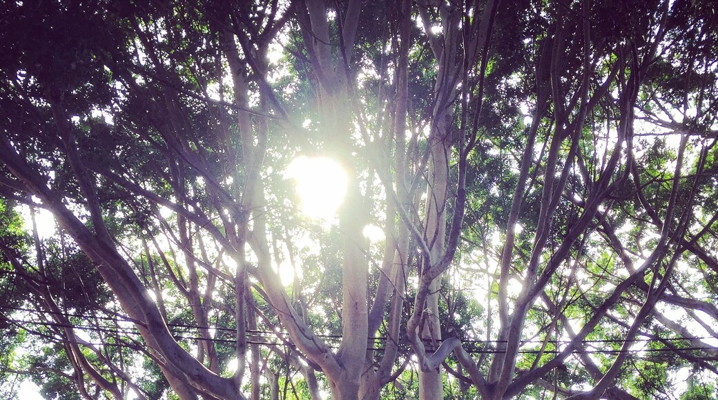 Taking a stroll and dreaming in #rosebay. Beautiful neighborhood in #sydney. We walked from #bondibeach thru to #woollahra at #goldenhour #sydneyforfree