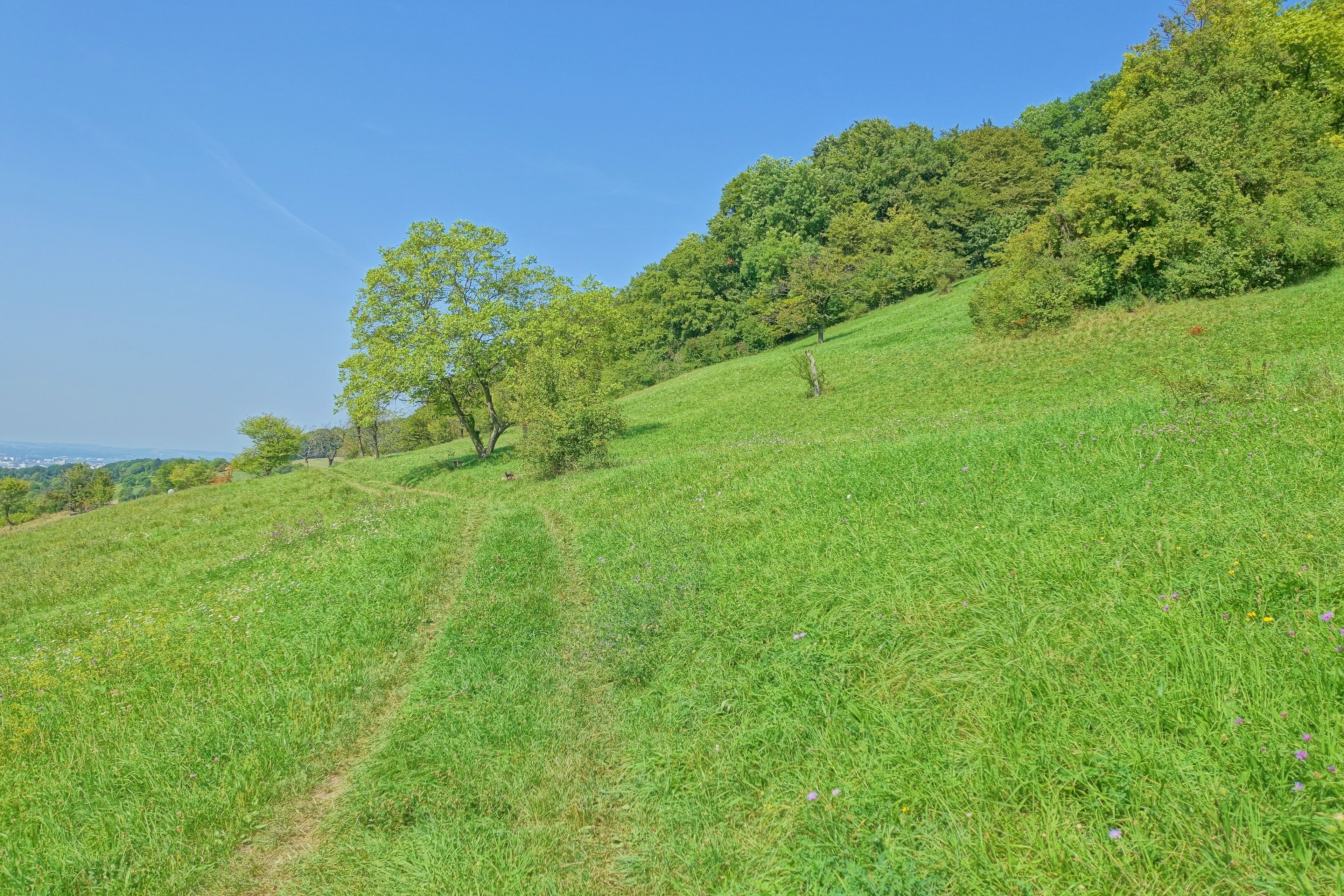 Naturnahe, seltene naturnahe Trockenwälder, Hecken, Halbtrockenrasen, Magerwiesen und Streuobstwiesen in extensiver Nutzung.