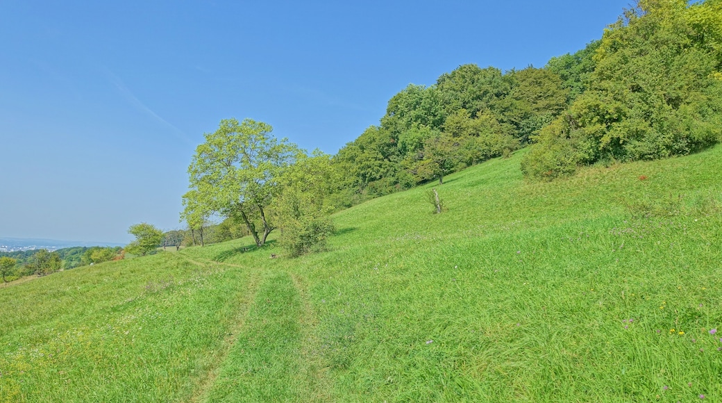 Naturnahe, seltene naturnahe Trockenwälder, Hecken, Halbtrockenrasen, Magerwiesen und Streuobstwiesen in extensiver Nutzung.