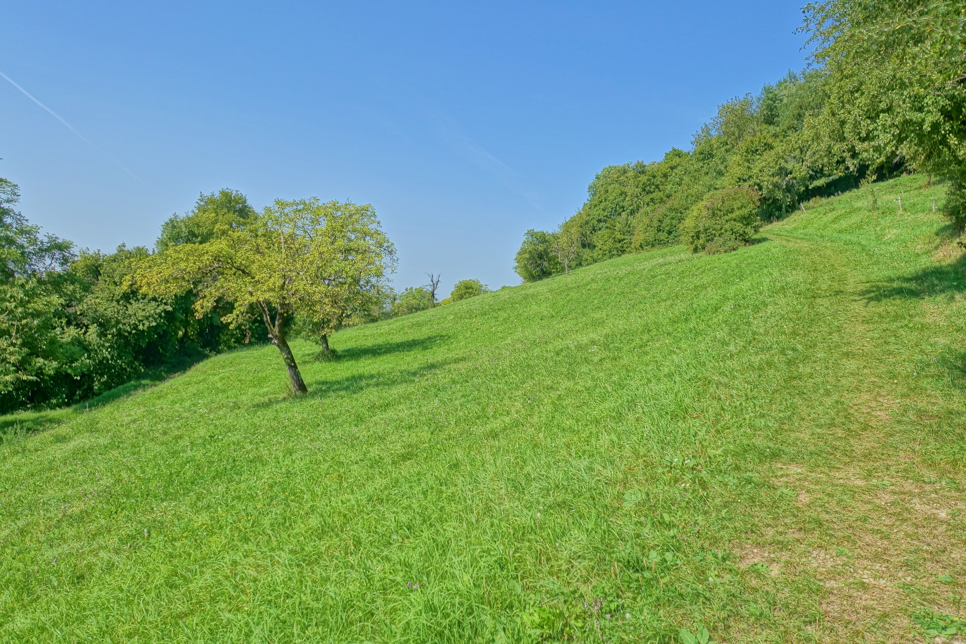 Naturnahe, seltene naturnahe Trockenwälder, Hecken, Halbtrockenrasen, Magerwiesen und Streuobstwiesen in extensiver Nutzung.