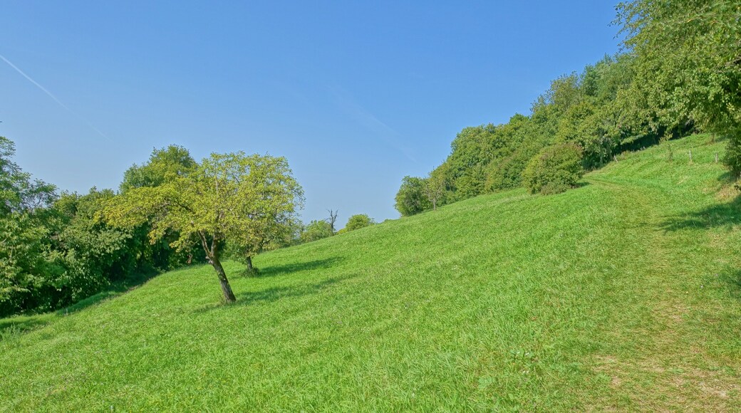 Naturnahe, seltene naturnahe Trockenwälder, Hecken, Halbtrockenrasen, Magerwiesen und Streuobstwiesen in extensiver Nutzung.