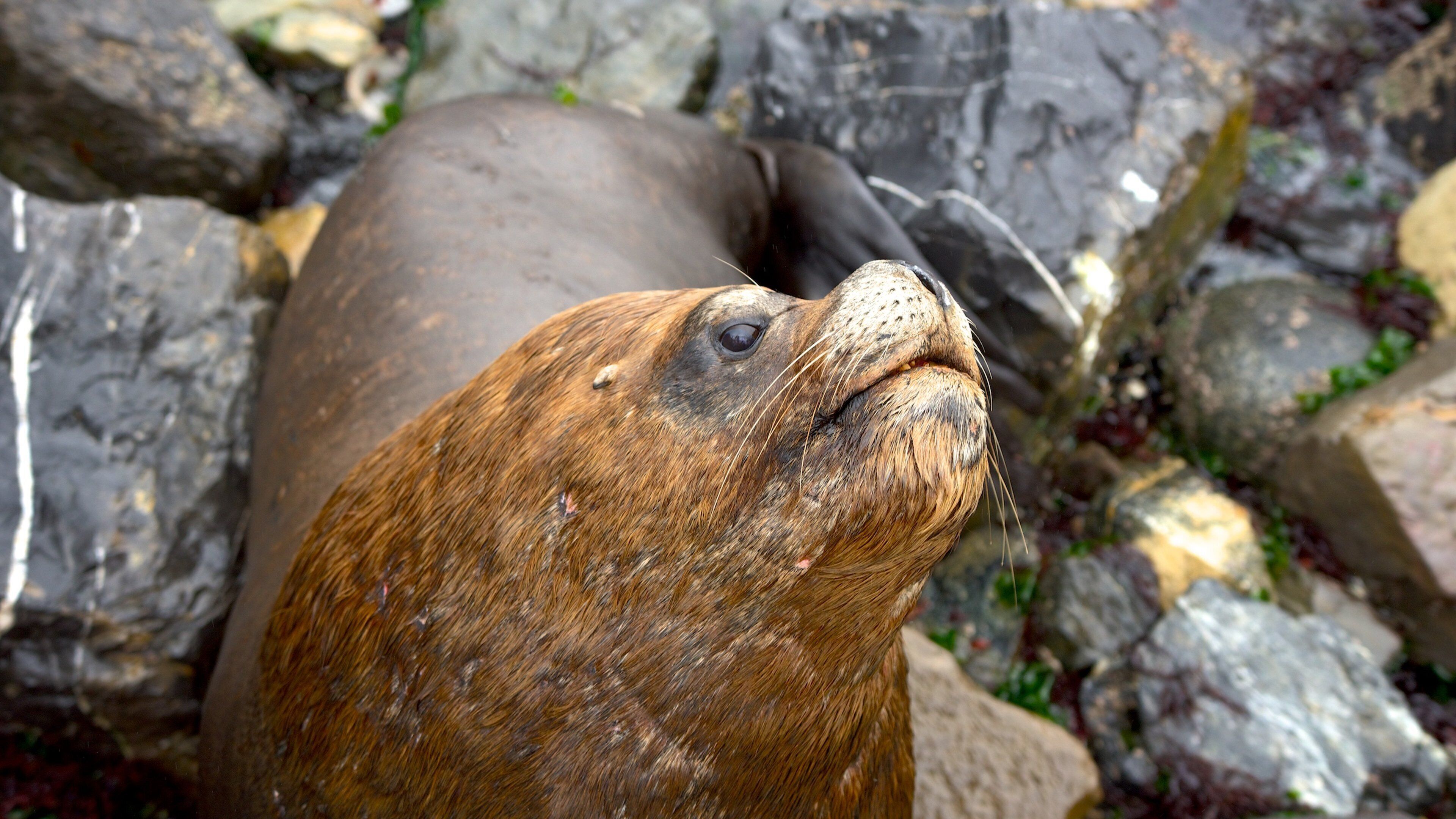 Caldera showing marine life