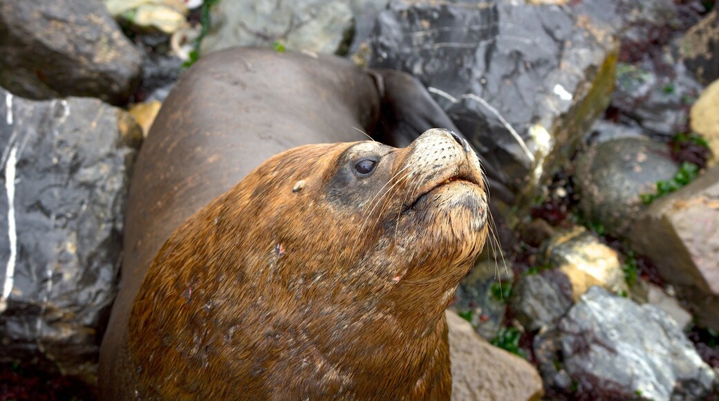 Caldera showing marine life