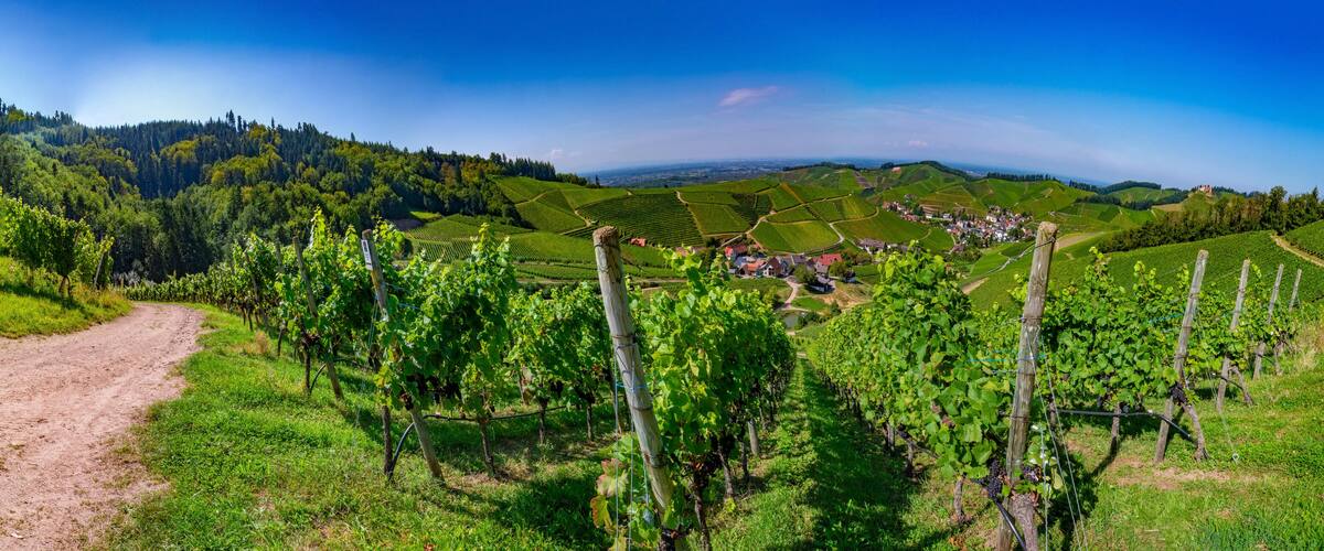 A vineyard with rows of grapevines, a dirt path, and a small village in the background.