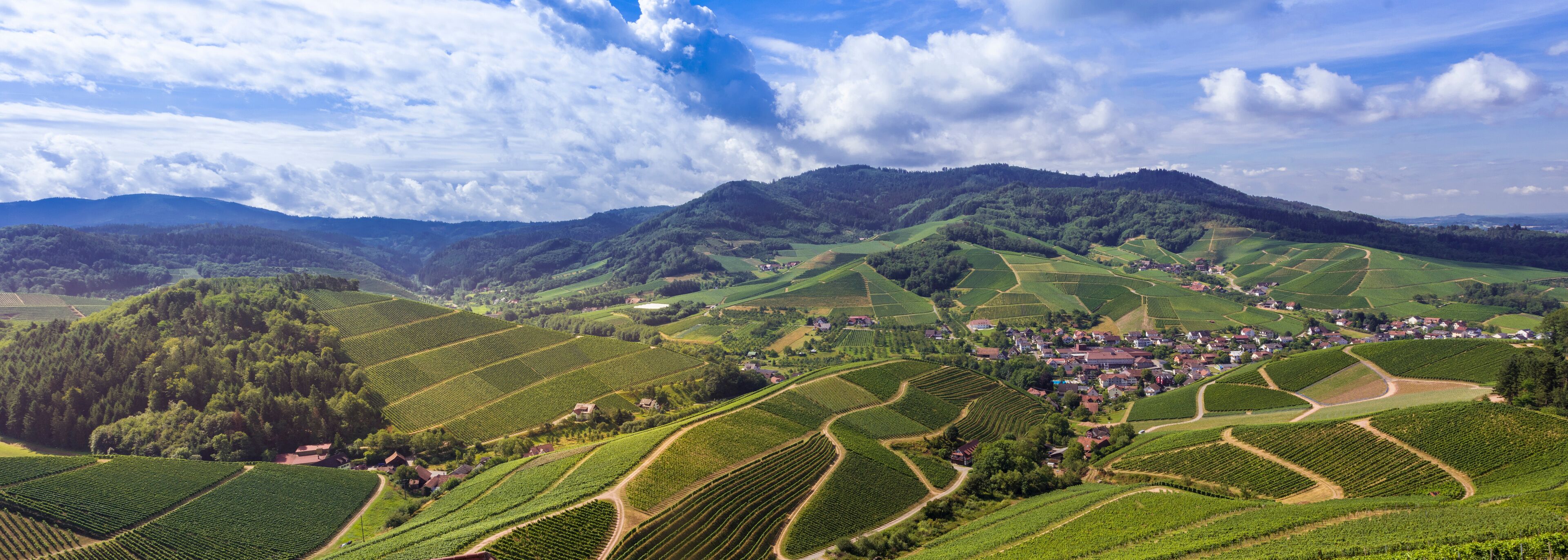 View from Staufenberg Castle to the Black Forest with grapevines near the village of Durbach in the Ortenau region_Baden, Baden Wuerttemberg, Germany