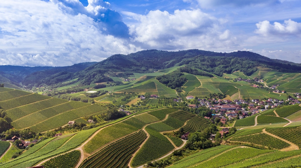View from Staufenberg Castle to the Black Forest with grapevines near the village of Durbach in the Ortenau region_Baden, Baden Wuerttemberg, Germany