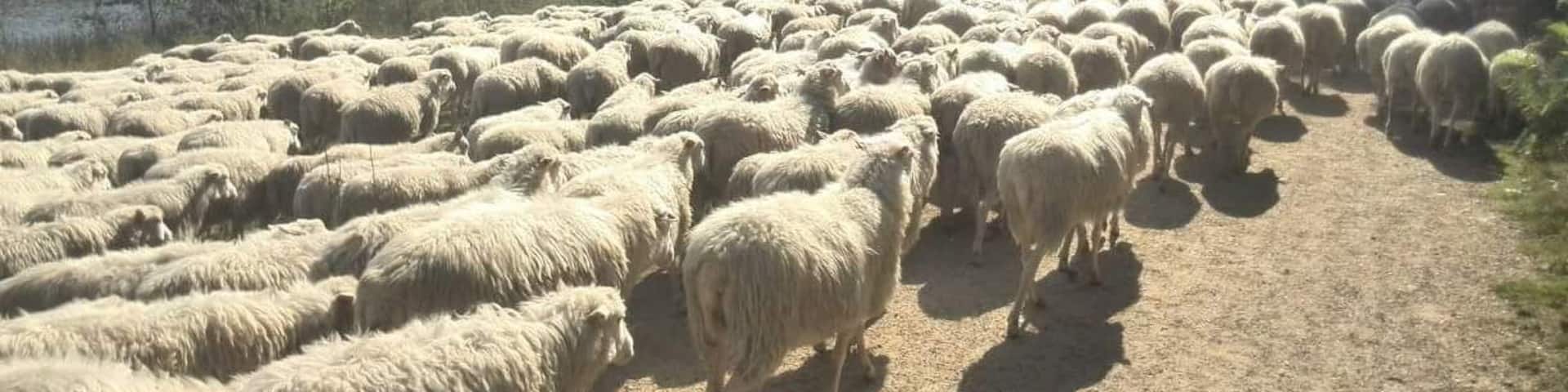 Sheep make sure the open spaces remain as the were. A lot of sheep