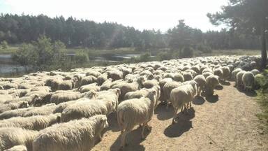 Sheep make sure the open spaces remain as the were. A lot of sheep