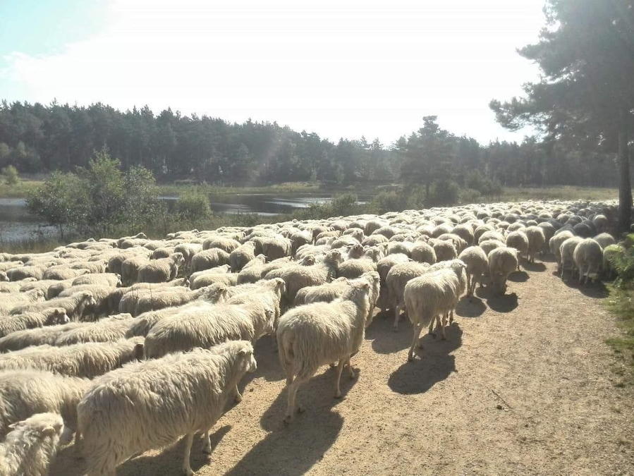 Sheep make sure the open spaces remain as the were. A lot of sheep
