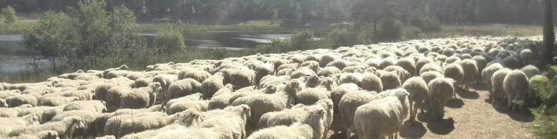Sheep make sure the open spaces remain as the were. A lot of sheep