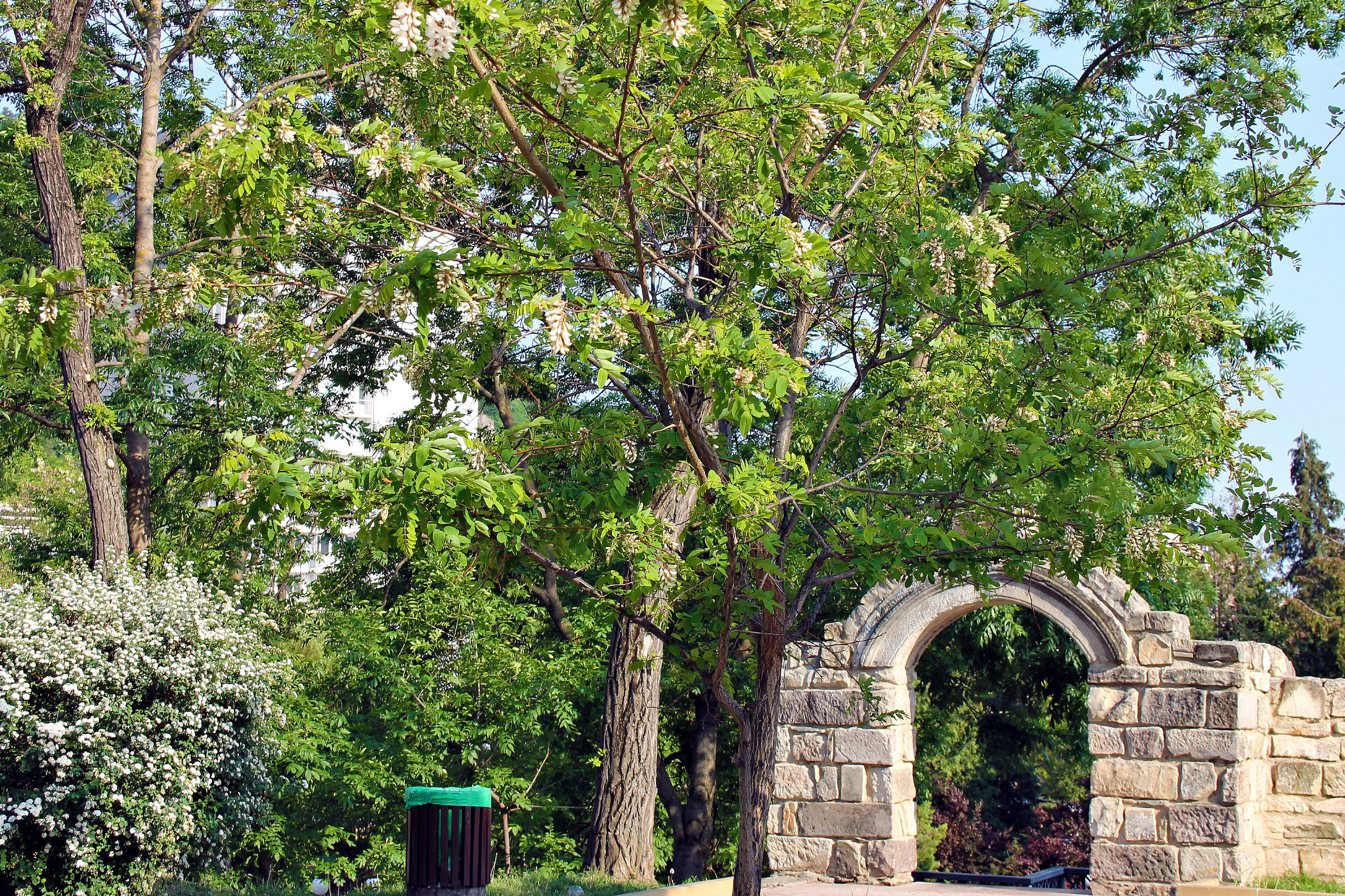 ピアトラ ネアムツ