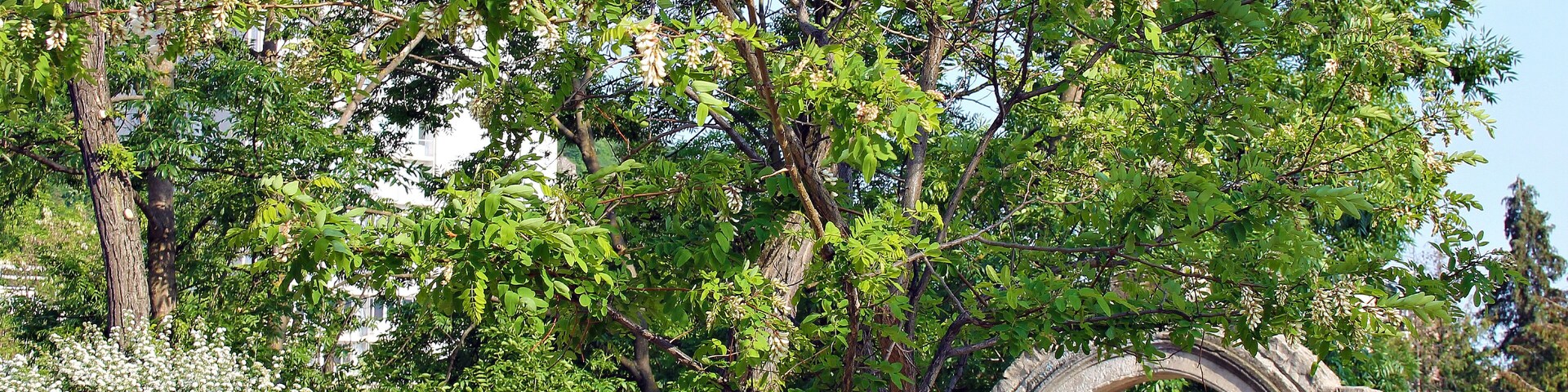Un arco de piedra rodeado de árboles verdes y un arbusto con flores blancas.