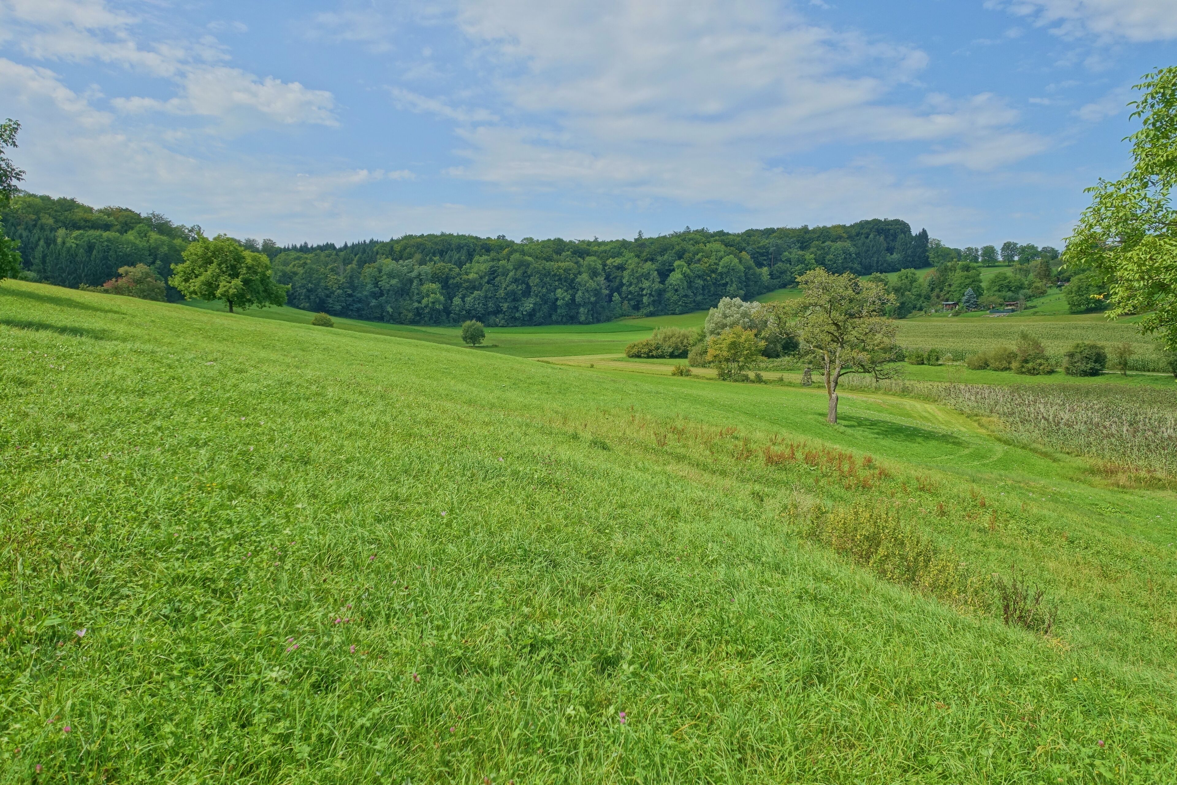 Laubwaldbestände,Magerrasen und Staudensäume; Lebensräume zahlreicher schonungsbedürftiger und zum Teil gefährdeter Pflanzenarten