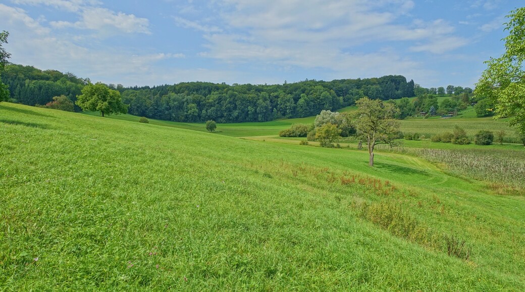 Laubwaldbestรคnde,Magerrasen und Staudensรคume; Lebensrรคume zahlreicher schonungsbedรผrftiger und zum Teil gefรคhrdeter Pflanzenarten