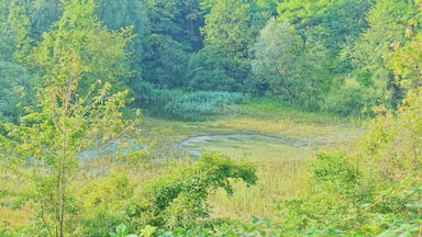 Ehemalige Kiesgrube und angrenzende Bereiche mit einem Mosaik verschiedener Standortfaktoren auf engem Raum