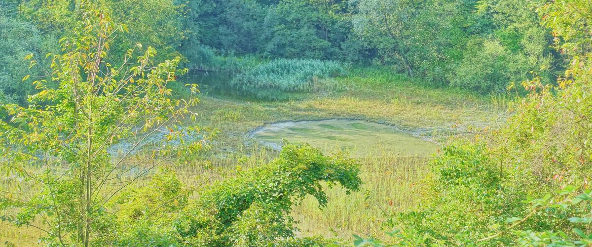 A lush green forest with a small pond surrounded by dense vegetation.