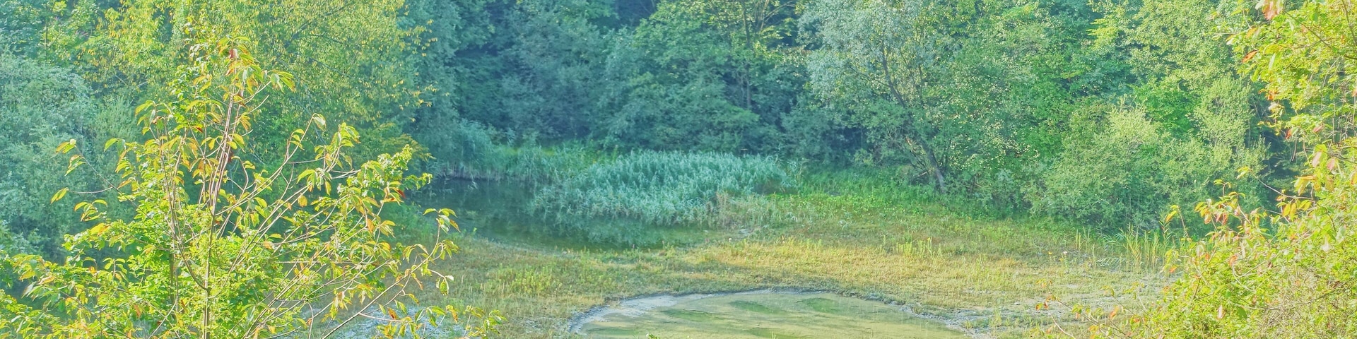 A lush green forest with a small pond surrounded by dense vegetation.