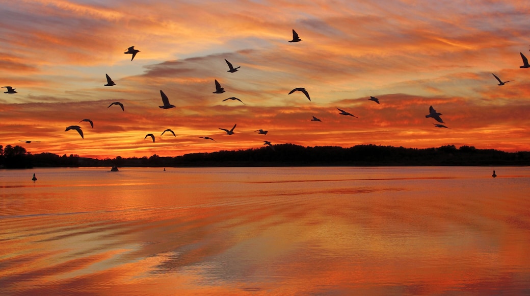 Abend im Müritz Nationalpark in der Mecklenburgischen Seenplatte,Mecklenburg-Vorpommern,Deutschland