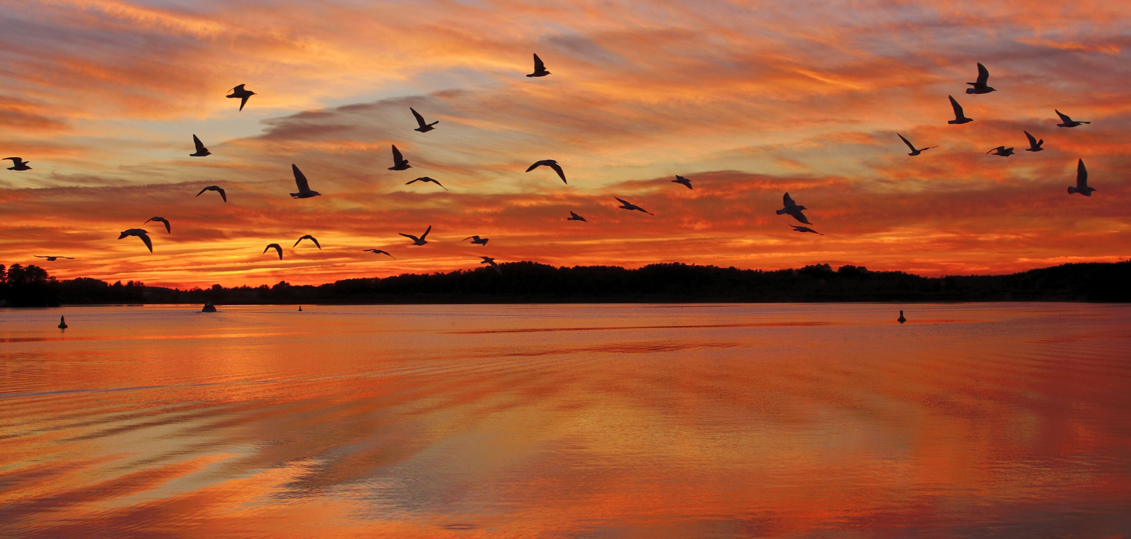 A sunset over a calm body of water with silhouettes of birds flying and a distant shoreline.
