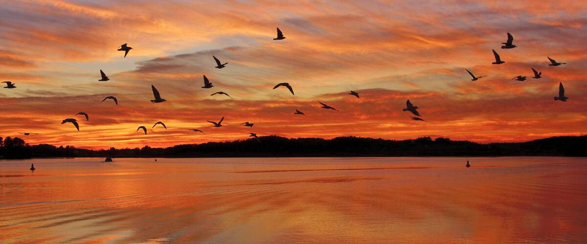 A sunset over a calm body of water with silhouettes of birds flying and a distant shoreline.