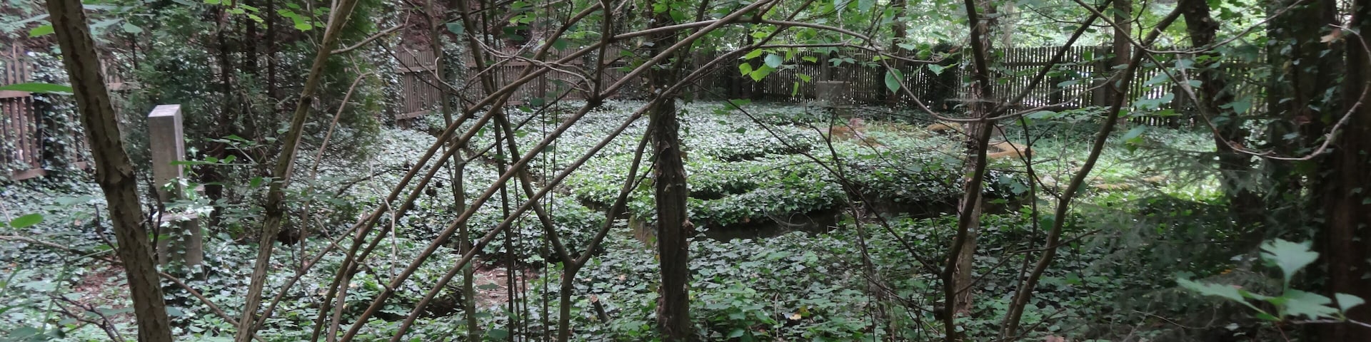 Jewish Cemetery in Bad Frankenhausen, Thuringia, Germany
