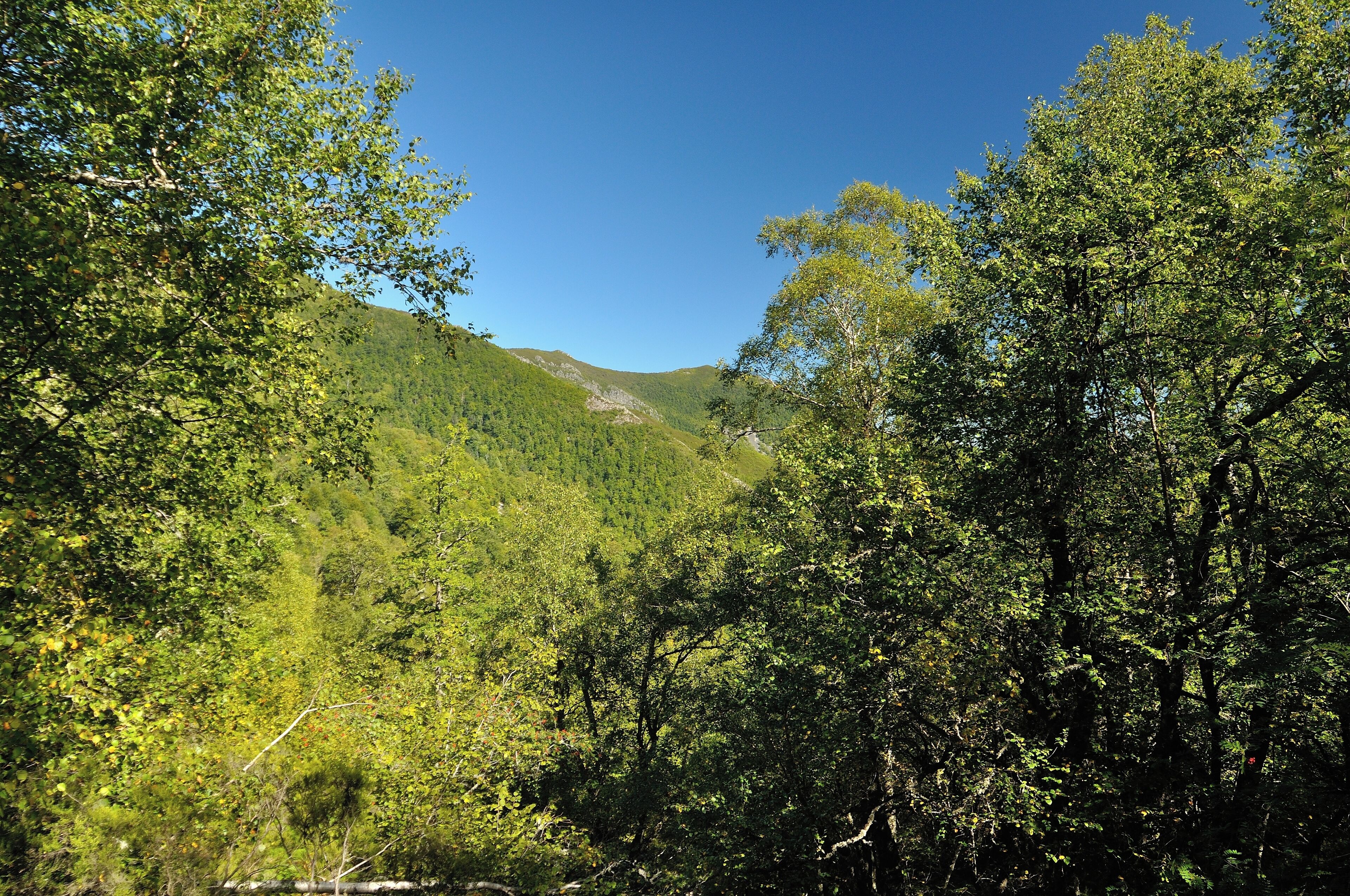 Biosphere reserve of Muniellos, in Cangas del Narcea, in Asturias, Spain.
