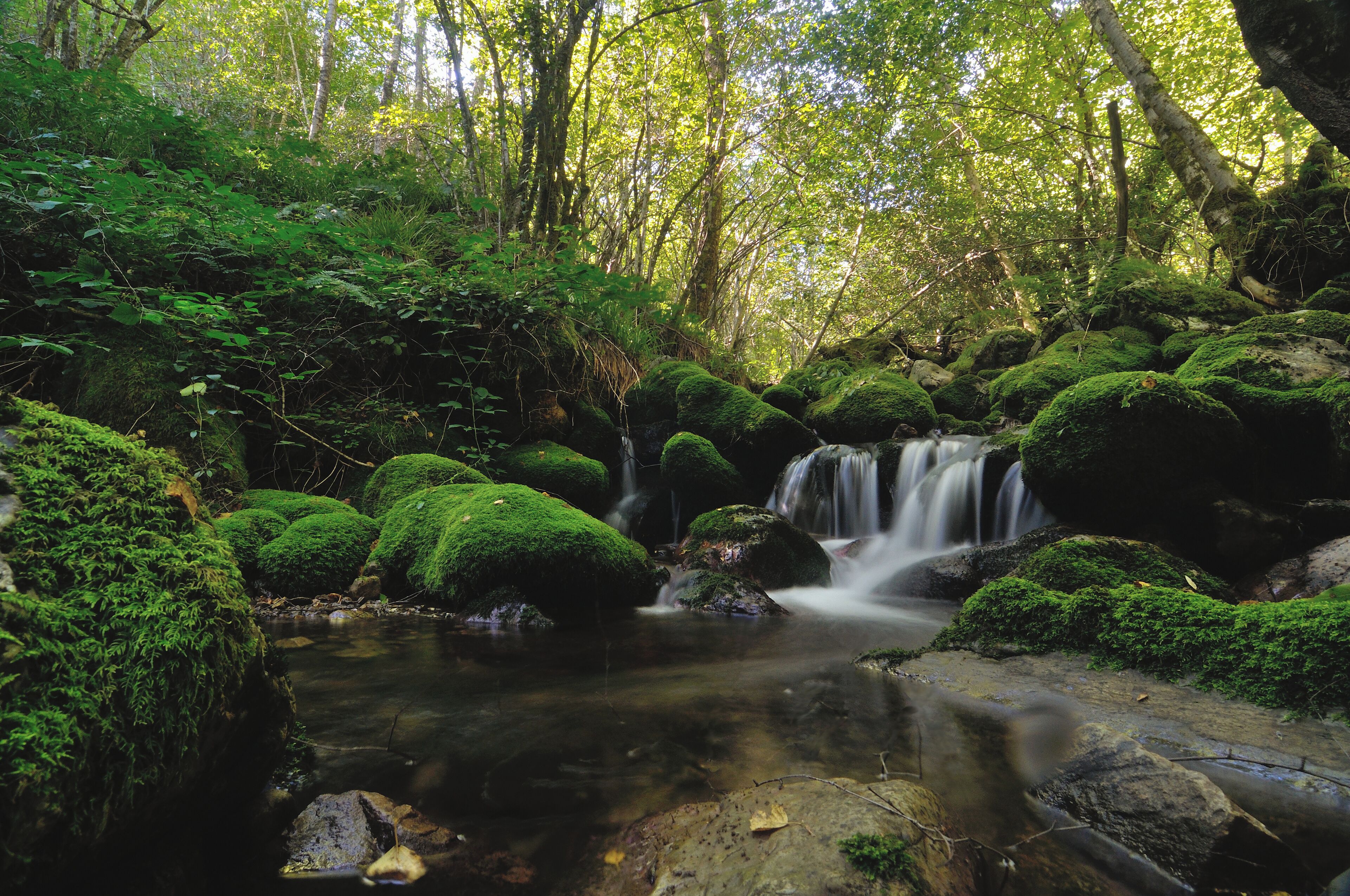 Biosphere reserve of Muniellos, in Cangas del Narcea, in Asturias, Spain.