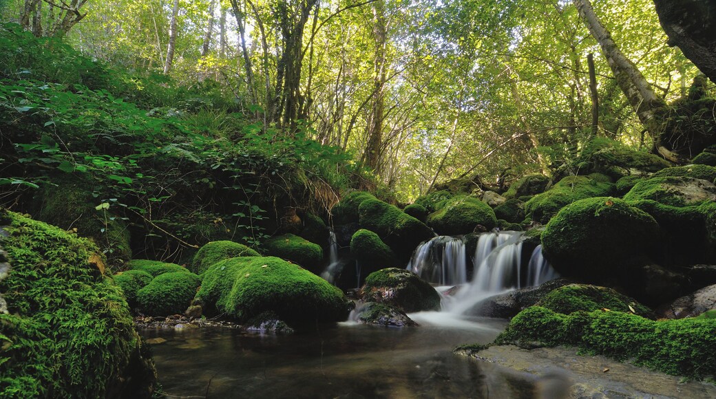 Biosphere reserve of Muniellos, in Cangas del Narcea, in Asturias, Spain.