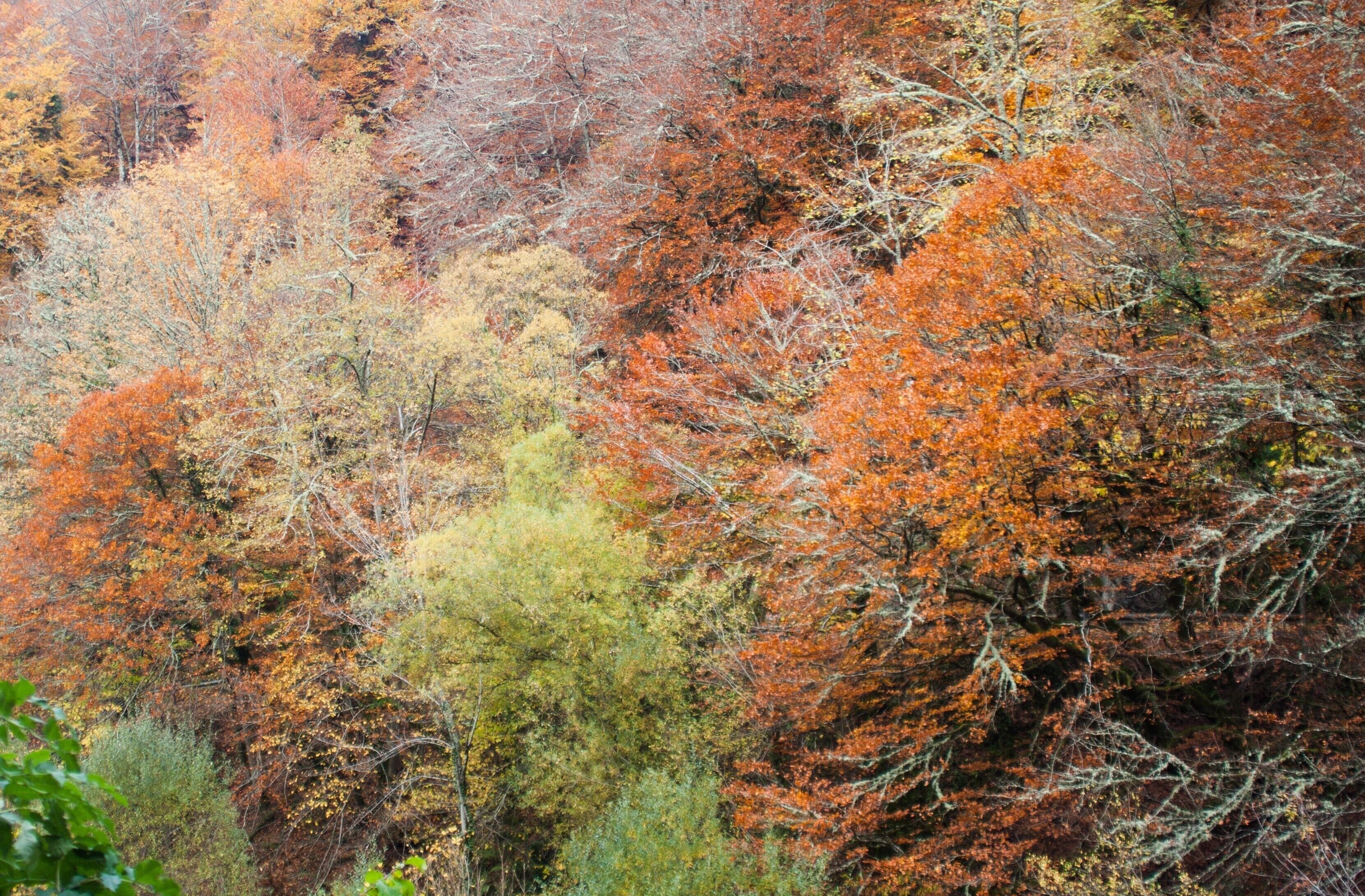 Enjoying the fall!

#Spain #Nature #LifeAtExpediaGroup #FallFoliage 
