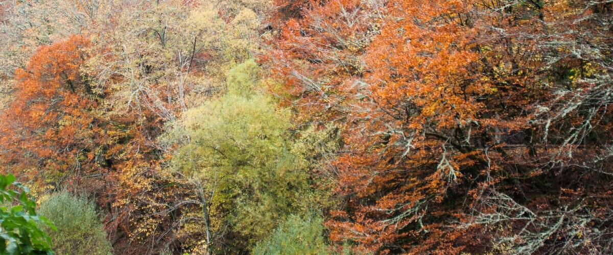 Enjoying the fall!
#Spain #Nature #LifeAtExpediaGroup #FallFoliage