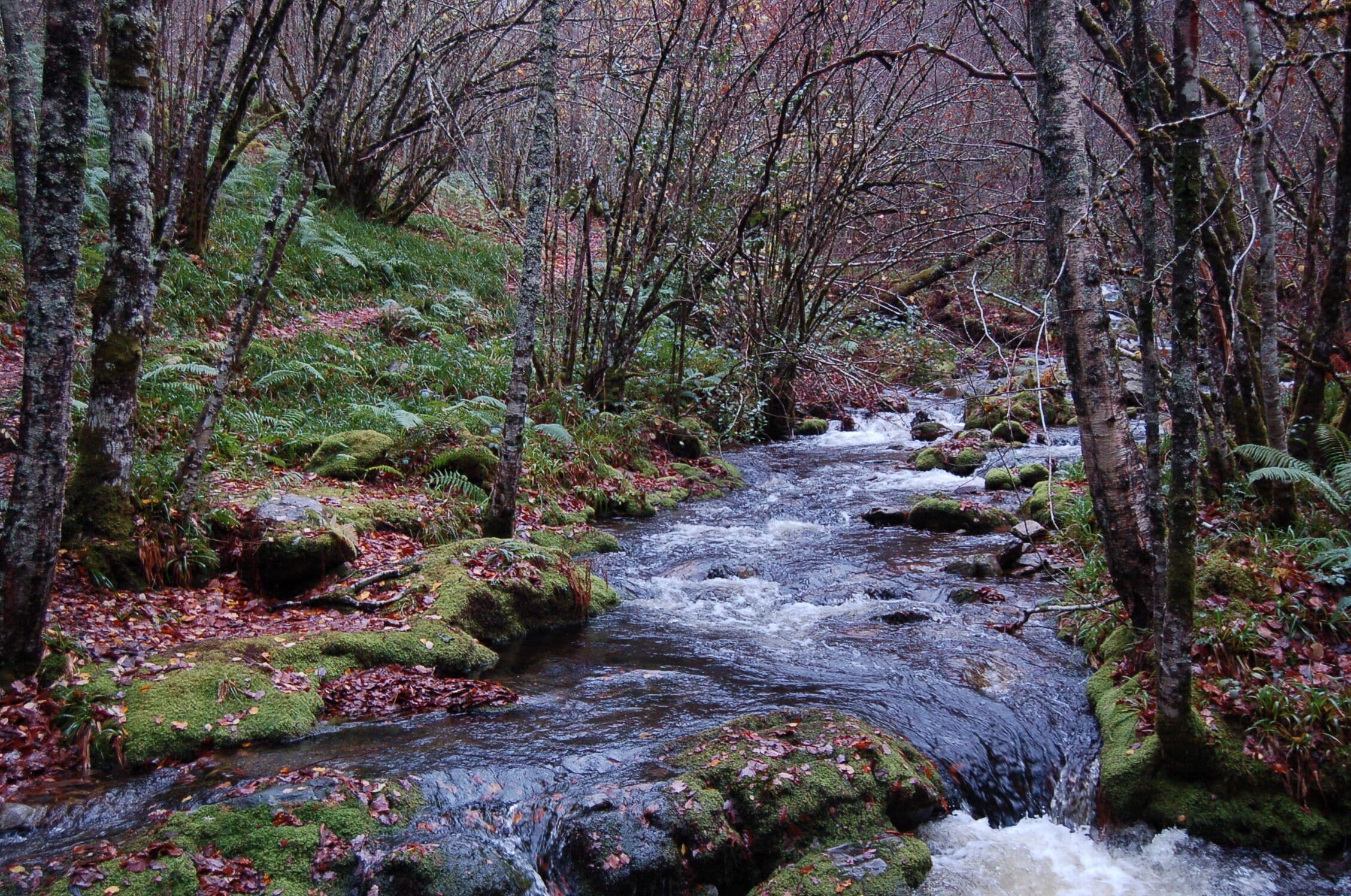 A forest stream with moss-covered rocks and trees.