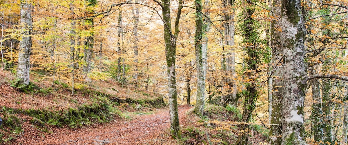 A forest path with fallen leaves and trees with yellow foliage.