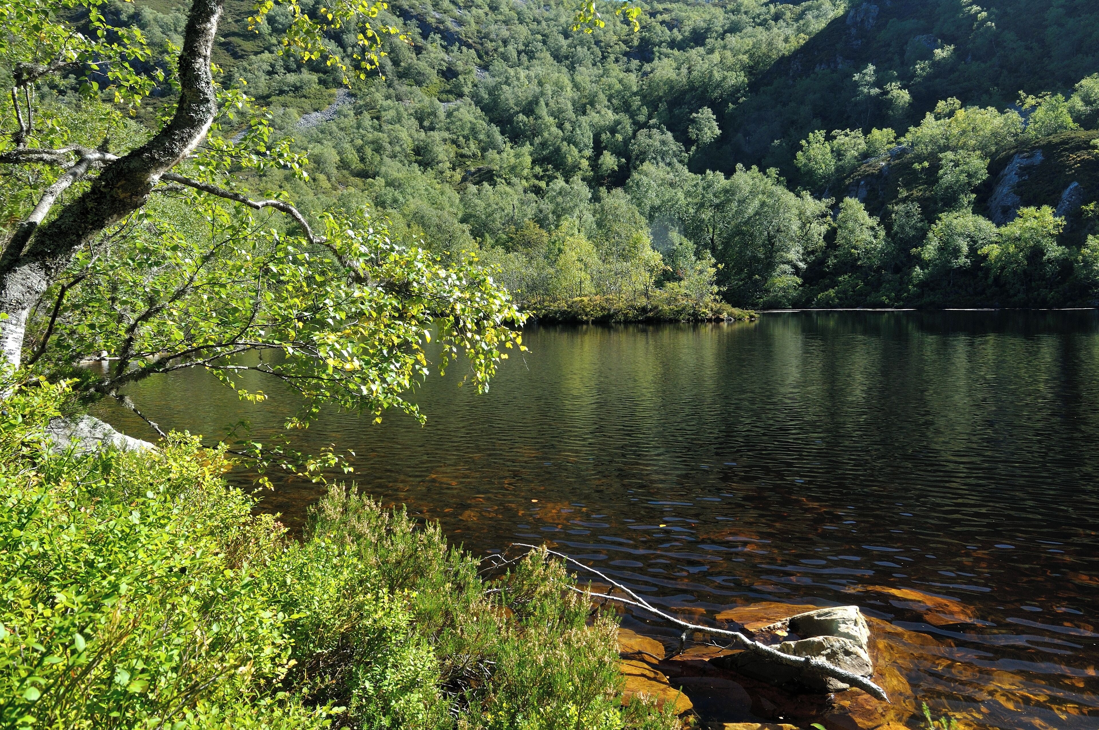 Biosphere reserve of Muniellos, in Cangas del Narcea, in Asturias, Spain.