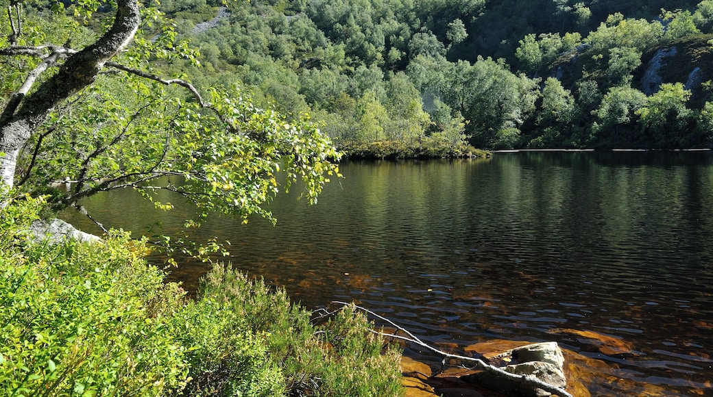 Biosphere reserve of Muniellos, in Cangas del Narcea, in Asturias, Spain.